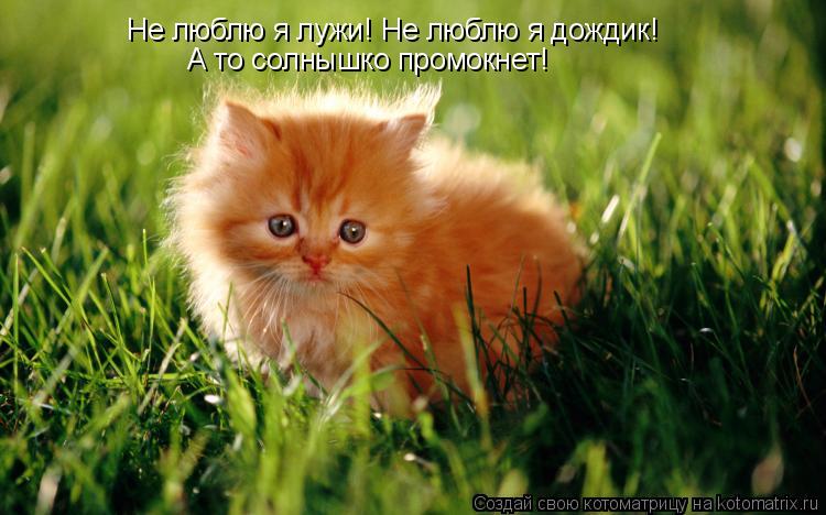 Не люблю я лужи! Не люблю я дождик! А то солнышко промокнет!... Котоматрица: Не люблю я лужи! Не люблю я дождик! А то солнышко промокнет!
