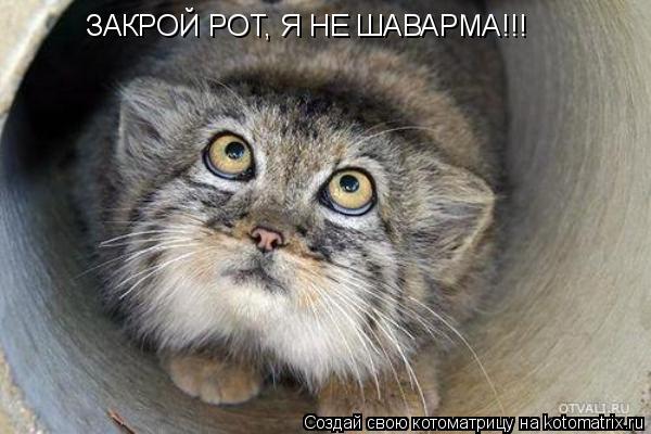 ЗАКРОЙ РОТ, Я НЕ ШАВАРМА!!!... Котоматрица: ЗАКРОЙ РОТ, Я НЕ ШАВАРМА!!!