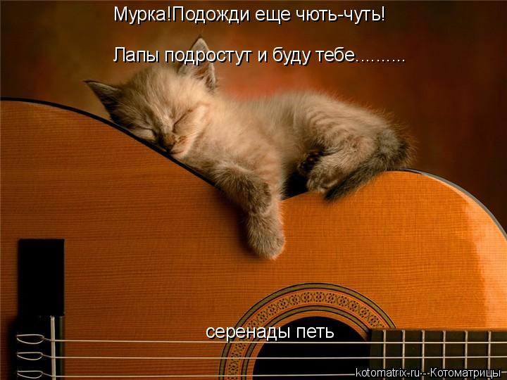 Мурка!Подожди еще чють-чуть! Лапы подростут и буду тебе.......... серенады петь... Котоматрица: Мурка!Подожди еще чють-чуть! Лапы подростут и буду тебе.......... серенады петь