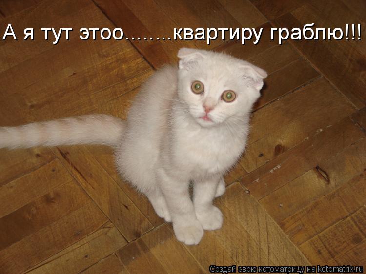 А я тут этоо........квартиру граблю!!!... Котоматрица: А я тут этоо........квартиру граблю!!!