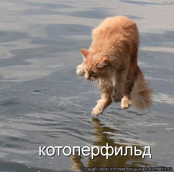 Котоматрица: котоперфильд