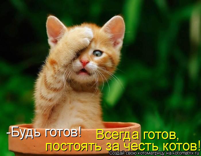 -Будь готов! постоять за честь котов! Всегда готов,... Котоматрица: -Будь готов! постоять за честь котов! Всегда готов,
