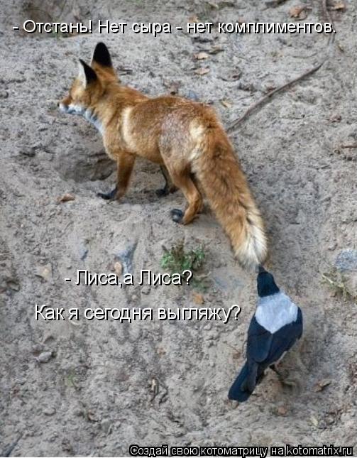 - Лиса,а Лиса? Как я сегодня выгляжу? - Отстань! Нет сыра - нет комплиментов.... Котоматрица: - Лиса,а Лиса? Как я сегодня выгляжу? - Отстань! Нет сыра - нет комплиментов.