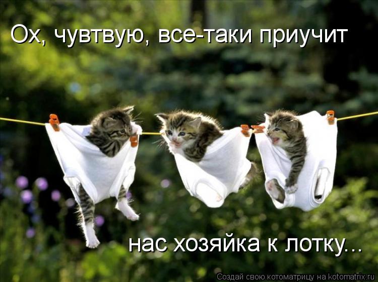 Ох, чувтвую, все-таки приучит нас хозяйка к лотку...... Котоматрица: Ох, чувтвую, все-таки приучит нас хозяйка к лотку...