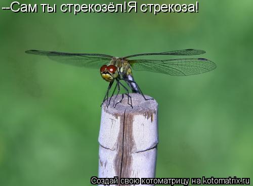 --Сам ты стрекозёл!Я стрекоза!... Котоматрица: --Сам ты стрекозёл!Я стрекоза!
