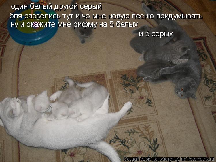 один белый другой серый бля развелись тут и чо мне новую песню придумывать ну и скажите мне рифму на... Котоматрица: один белый другой серый бля развелись тут и чо мне новую песню придумывать ну и скажите мне рифму на 5 белых и 5 серых
