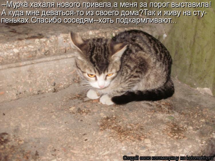 --Мурка хахаля нового привела,а меня за порог выставила! А куда мне деваться-то из своего дома?Так и ... Котоматрица: --Мурка хахаля нового привела,а меня за порог выставила! А куда мне деваться-то из своего дома?Так и живу на сту- пеньках.Спасибо соседям--хот