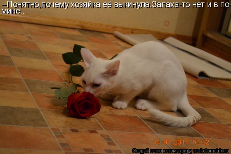 --Понятно,почему хозяйка её выкинула.Запаха-то нет и в по- мине...... Котоматрица: --Понятно,почему хозяйка её выкинула.Запаха-то нет и в по- мине...