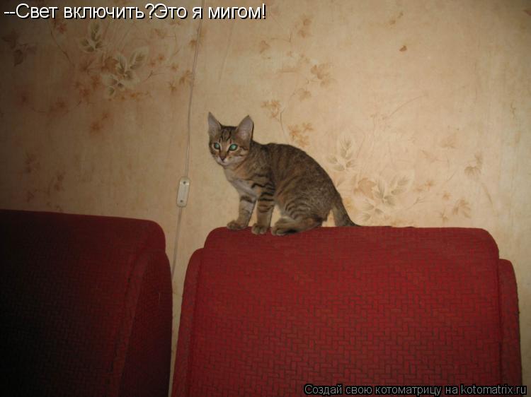 --Свет включить?Это я мигом!... Котоматрица: --Свет включить?Это я мигом!