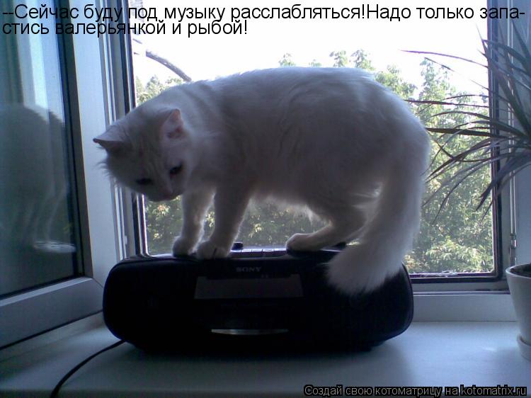 --Сейчас буду под музыку расслабляться!Надо только запа- стись валерьянкой и рыбой!... Котоматрица: --Сейчас буду под музыку расслабляться!Надо только запа- стись валерьянкой и рыбой!