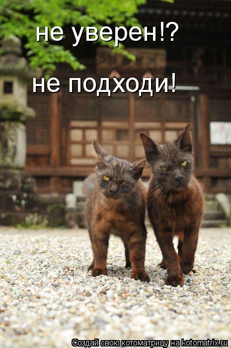 Котоматрица: не уверен!? не подходи!