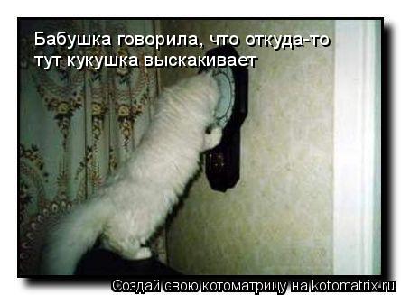 Бабушка говорила, что откуда-то тут кукушка выскакивает... Котоматрица: Бабушка говорила, что откуда-то тут кукушка выскакивает