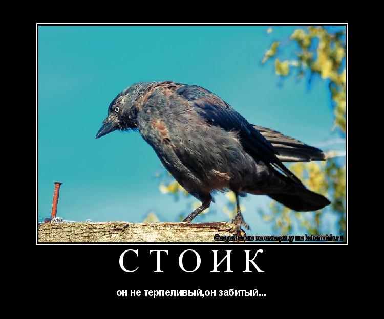 стоик он не терпеливый,он забитый...... Котоматрица: стоик он не терпеливый,он забитый...