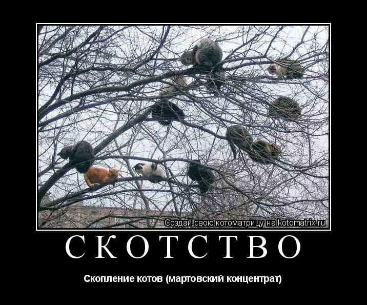 Скотство Скопление котов (мартовский концентрат)... Котоматрица: Скотство Скопление котов (мартовский концентрат)