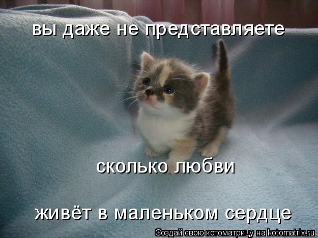 вы даже не представляете сколько любви живёт в маленьком сердце... Котоматрица: вы даже не представляете сколько любви живёт в маленьком сердце
