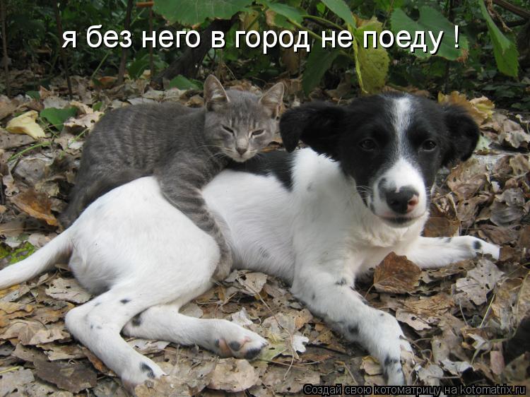 Котоматрица: я без него в город не поеду !