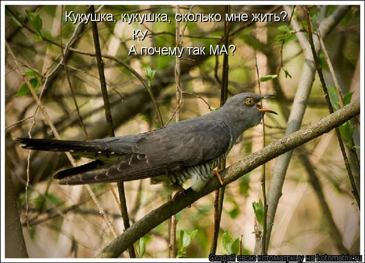 Кукушка, кукушка, сколько мне жить? КУ- А почему так МА?... Котоматрица: Кукушка, кукушка, сколько мне жить? КУ- А почему так МА?