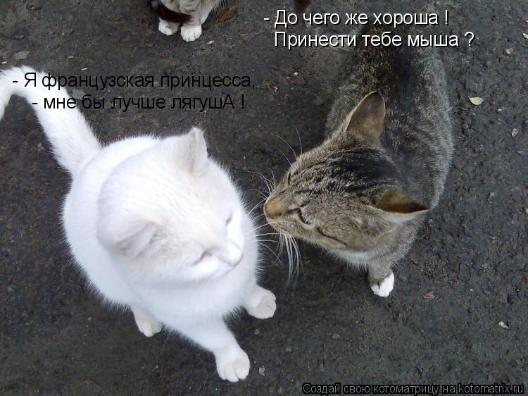 - До чего же хороша ! Принести тебе мыша ? - Я французская принцесса, - мне бы лучше лягушА !... Котоматрица: - До чего же хороша ! Принести тебе мыша ? - Я французская принцесса, - мне бы лучше лягушА !