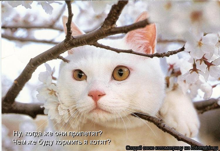 Ну, когда же они прилетят? Чем же буду кормить я котят?... Котоматрица: Ну, когда же они прилетят? Чем же буду кормить я котят?