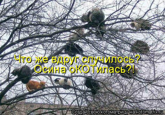 Что же вдруг случилось? Осина оКОТилась?!... Котоматрица: Что же вдруг случилось? Осина оКОТилась?!