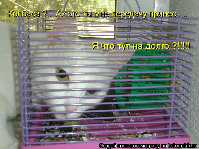 Я что тут на долго ?!!!!! Колбаса ?... Ах это ты мне передачу принес ....... Котоматрица: Я что тут на долго ?!!!!! Колбаса ?... Ах это ты мне передачу принес ....