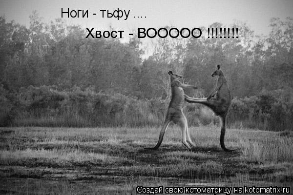 Ноги - тьфу .... Хвост - ВООООО !!!!!!!!... Котоматрица: Ноги - тьфу .... Хвост - ВООООО !!!!!!!!