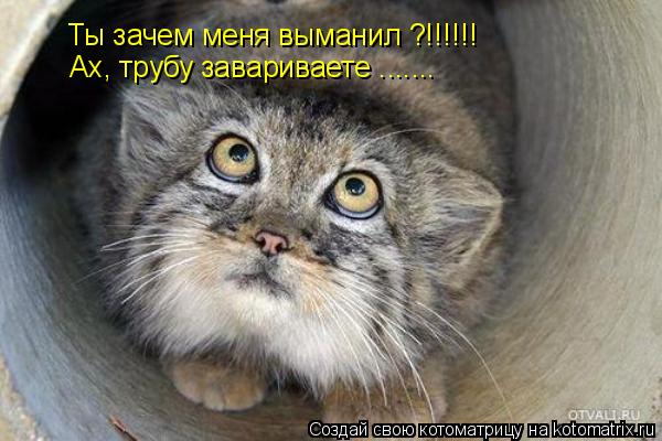 Котоматрица: Ты зачем меня выманил ?!!!!!! Ах, трубу завариваете .......