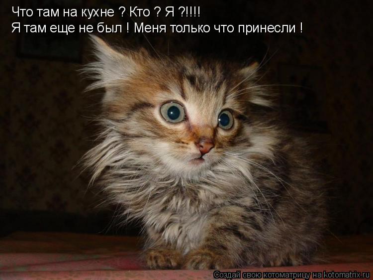 Котоматрица: Что там на кухне ? Кто ? Я ?!!!! Я там еще не был ! Меня только что принесли !