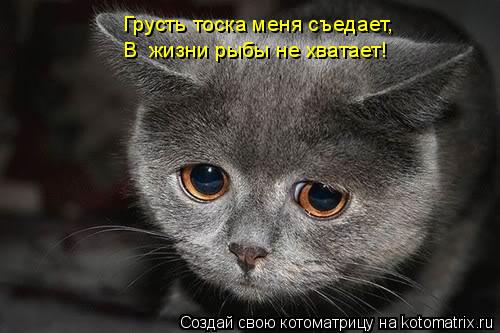 Котоматрица: Грусть тоска меня съедает, В  жизни рыбы не хватает!