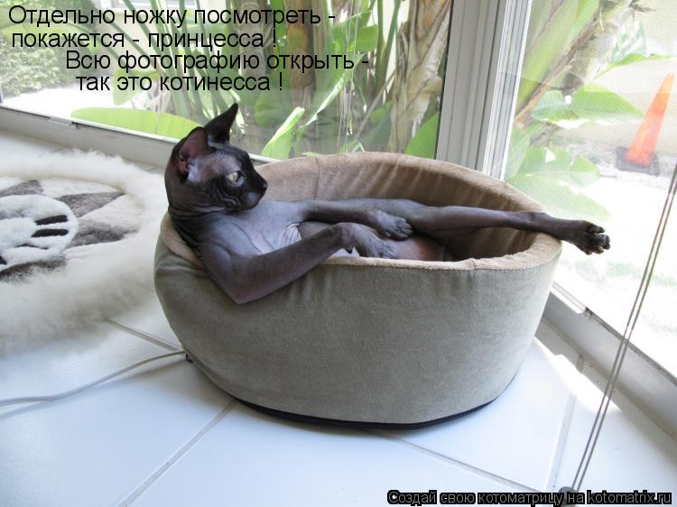 Котоматрица: Отдельно ножку посмотреть - покажется - принцесса ! Всю фотографию открыть -  так это котинесса !