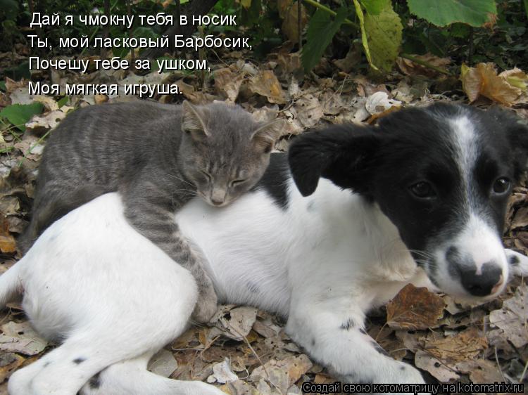 Котоматрица: Дай я чмокну тебя в носик Ты, мой ласковый Барбосик, Почешу тебе за ушком, Моя мягкая игруша.