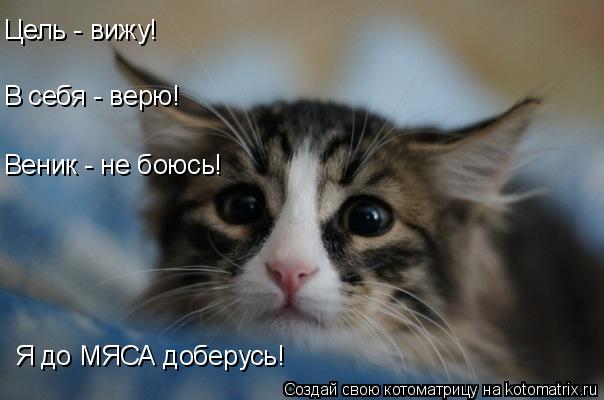 Веник - не боюсь! Я до МЯСА доберусь! В себя - верю! Цель - вижу!... Котоматрица: Веник - не боюсь! Я до МЯСА доберусь! В себя - верю! Цель - вижу!