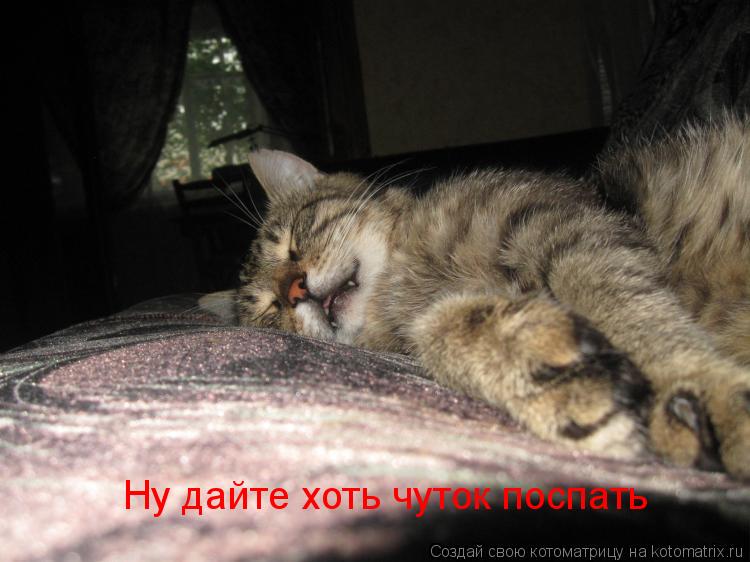 Ну дайте хоть чуток поспать... Котоматрица: Ну дайте хоть чуток поспать