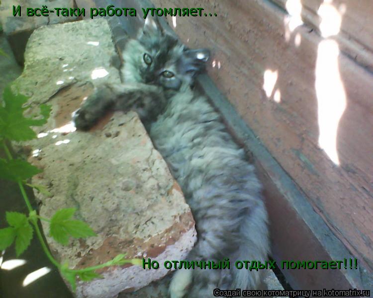 Котоматрица: И всё-таки работа утомляет... Но отличный отдых помогает!!!