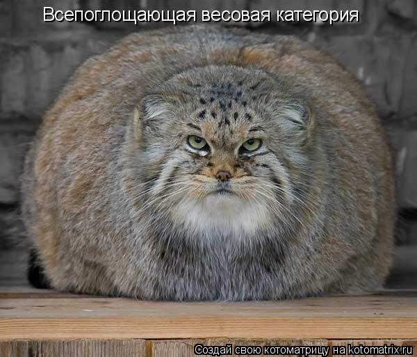 Котоматрица: Всепоглощающая весовая категория