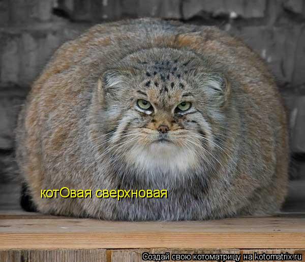 Котоматрица: котОвая сверхновая