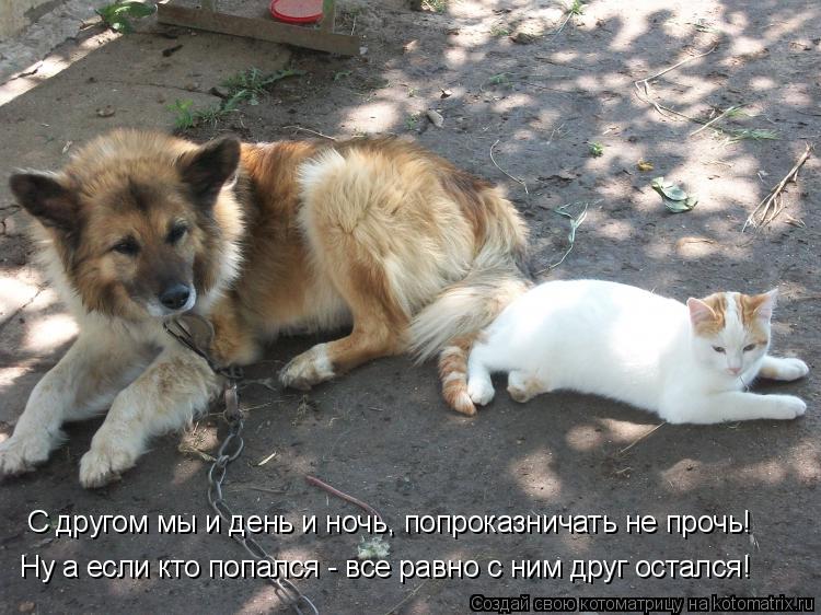 Котоматрица: С другом мы и день и ночь, попроказничать не прочь! Ну а если кто попался - все равно с ним друг остался!