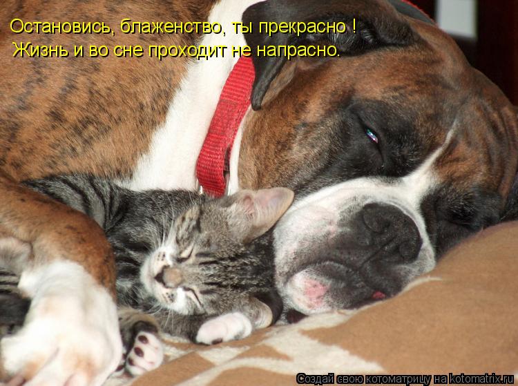 Котоматрица: Остановись, блаженство, ты прекрасно ! Жизнь и во сне проходит не напрасно.