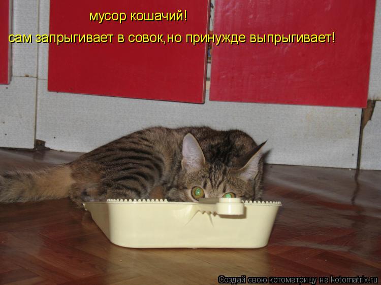 мусор кошачий! сам запрыгивает в совок,но принужде выпрыгивает!... Котоматрица: мусор кошачий! сам запрыгивает в совок,но принужде выпрыгивает!