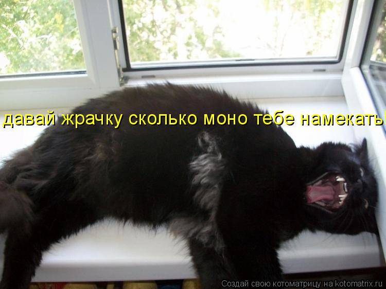 Котоматрица: давай жрачку сколько моно тебе намекать!
