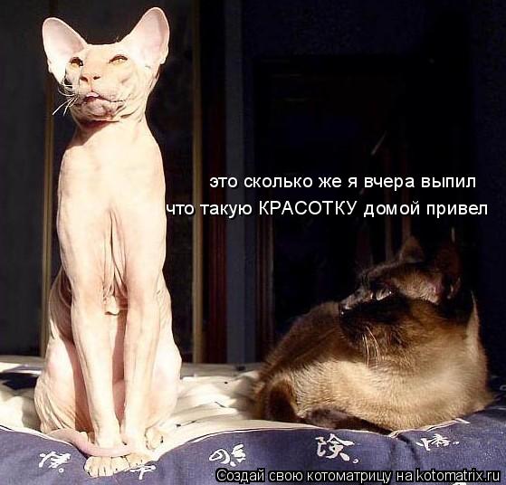 это сколько же я вчера выпил что такую КРАСОТКУ домой привел... Котоматрица: это сколько же я вчера выпил что такую КРАСОТКУ домой привел