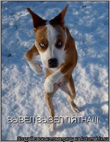 ВЫВЕЛ ВЫВЕЛ ПЯТНА!!!... Котоматрица: ВЫВЕЛ ВЫВЕЛ ПЯТНА!!!