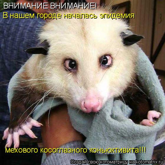 ВНИМАНИЕ ВНИМАНИЕ! В нашем городе началась эпидемия мехового косоглазного коньюктивита!!!... Котоматрица: ВНИМАНИЕ ВНИМАНИЕ! В нашем городе началась эпидемия мехового косоглазного коньюктивита!!!
