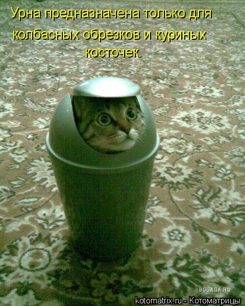 Урна предназначена только для колбасных обрезков и куриных косточек.... Котоматрица: Урна предназначена только для колбасных обрезков и куриных косточек.