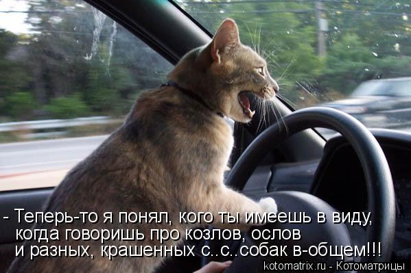 - Теперь-то я понял, кого ты имеешь в виду, когда говоришь про козлов, ослов и разных, крашенных с..... Котоматрица: - Теперь-то я понял, кого ты имеешь в виду, когда говоришь про козлов, ослов и разных, крашенных с..с..собак в-общем!!!