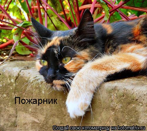Пожарник... Котоматрица: Пожарник