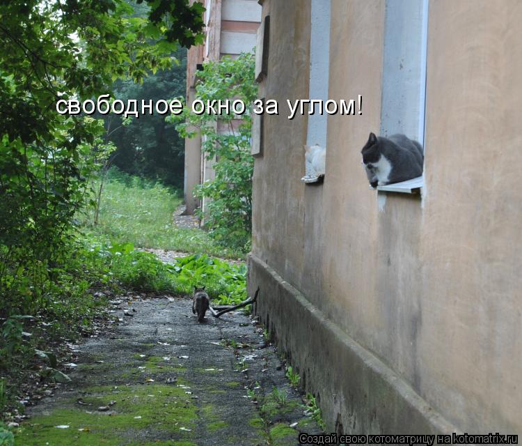 свободное окно за углом!... Котоматрица: свободное окно за углом!