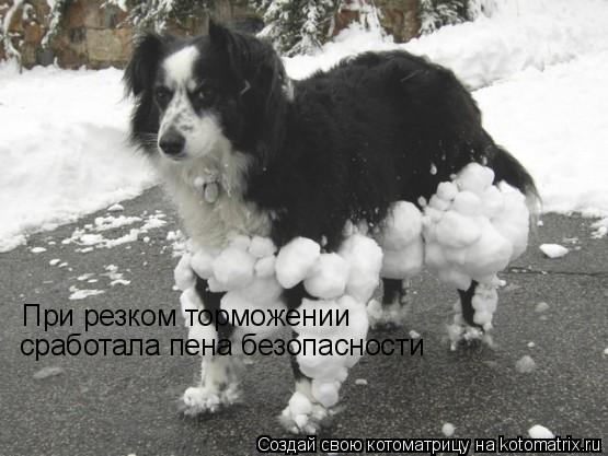 При резком торможении сработала пена безопасности... Котоматрица: При резком торможении сработала пена безопасности