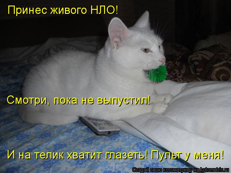 Принес живого НЛО! Смотри, пока не выпустил! И на телик хватит глазеть! Пульт у меня!... Котоматрица: Принес живого НЛО! Смотри, пока не выпустил! И на телик хватит глазеть! Пульт у меня!