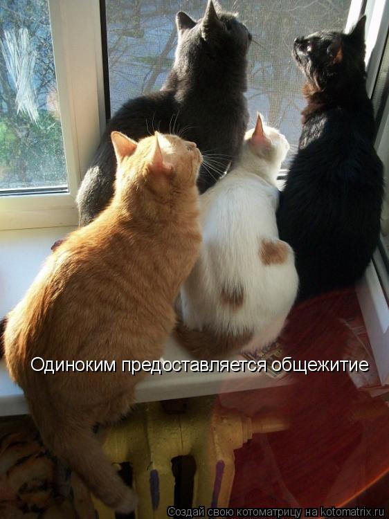 Одиноким предоставляется общежитие... Котоматрица: Одиноким предоставляется общежитие